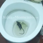 Denuncian condiciones alarmantes en la Seccional Nº 55 de Los Perales