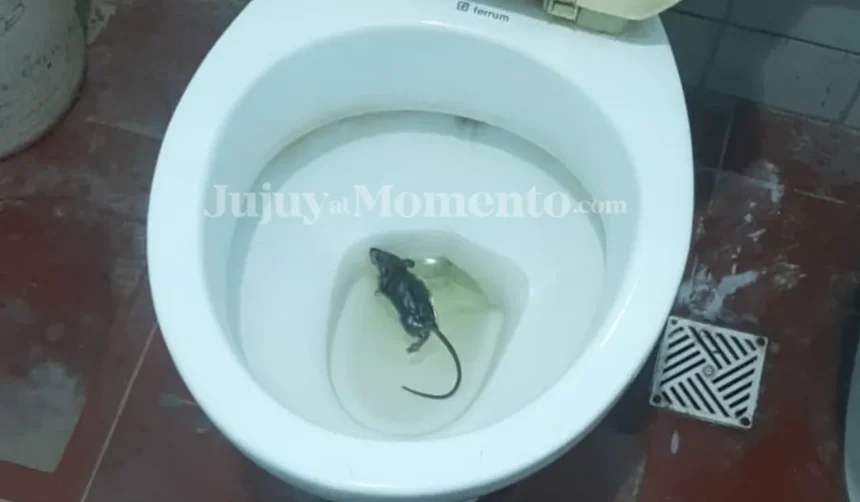 Denuncian condiciones alarmantes en la Seccional Nº 55 de Los Perales