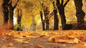 Pronóstico de otoño en Jujuy: Temperaturas elevadas y precipitaciones superiores a lo normal