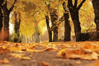 Pronóstico de otoño en Jujuy: Temperaturas elevadas y precipitaciones superiores a lo normal