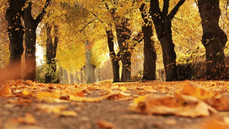 Pronóstico de otoño en Jujuy: Temperaturas elevadas y precipitaciones superiores a lo normal