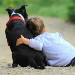 Carnaval de Mascotas Jujuy: Jornada con vacunación y castraciones gratuitas