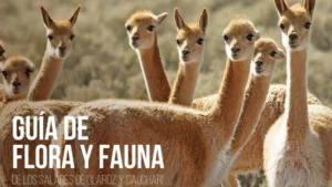 EXAR presentó la guía de flora y fauna de Cauchari-Olaroz con el Ministerio de Ambiente