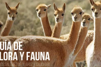 EXAR presentó la guía de flora y fauna de Cauchari-Olaroz con el Ministerio de Ambiente