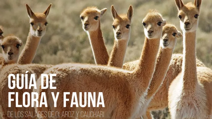 EXAR presentó la guía de flora y fauna de Cauchari-Olaroz con el Ministerio de Ambiente