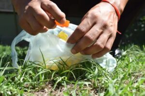 Detectan el primer contagio de chikungunya en territorio jujeño