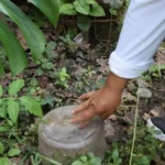 Prevención de dengue y Chikungunya: Cronograma de descacharrado para esta semana