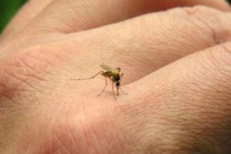 Casos de chikungunya en Jujuy: autoridades refuerzan protocolos sanitarios