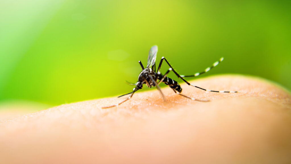 Jujuy registra el primer caso confirmado de Chikungunya en 2026