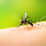 Jujuy registra el primer caso confirmado de Chikungunya en 2026