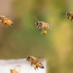 Enjambre de abejas causó pánico entre vecinos de San Pedro