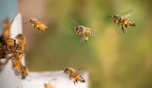 Enjambre de abejas causó pánico entre vecinos de San Pedro