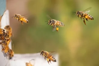 Enjambre de abejas causó pánico entre vecinos de San Pedro