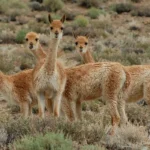 Condenan a dos hombres por caza furtiva de vicuñas en la Puna jujeña