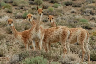 Condenan a dos hombres por caza furtiva de vicuñas en la Puna jujeña