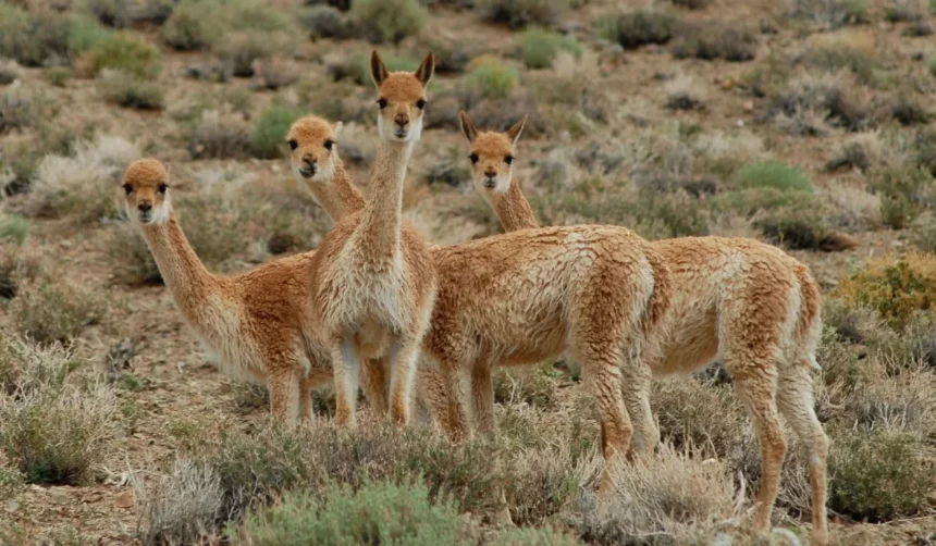 Condenan a dos hombres por caza furtiva de vicuñas en la Puna jujeña