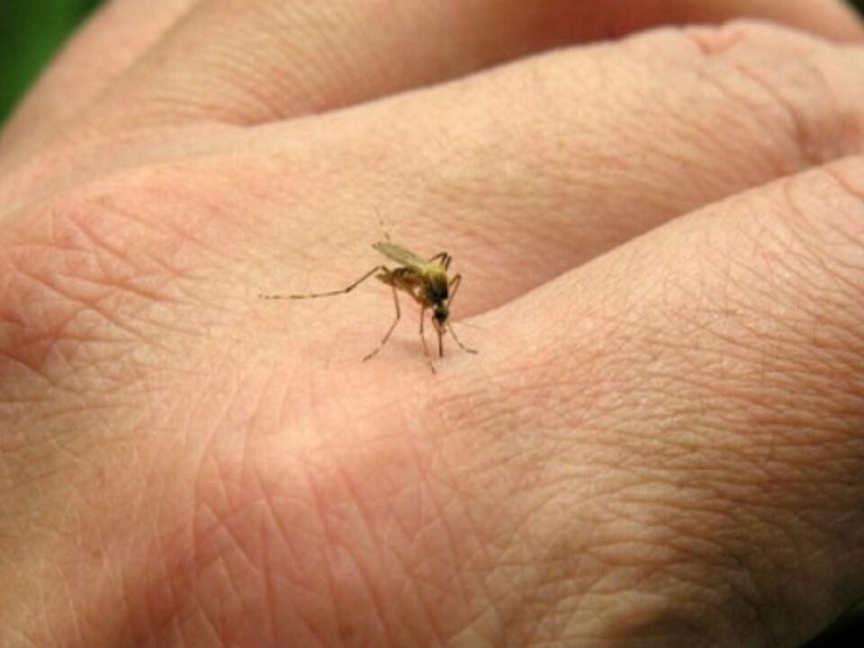 Casos de chikungunya en Jujuy: 33 confirmados y 14 en estudio