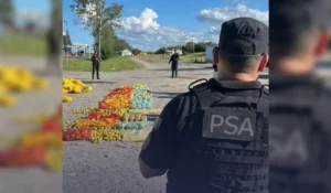 Desarticulan organización narcocriminal: decomisan más de 150 kilos de droga en el NOA