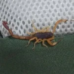 Niño de 4 años sufrió picadura de alacrán en jardín de infantes de Yuto