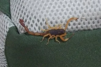 Niño de 4 años sufrió picadura de alacrán en jardín de infantes de Yuto