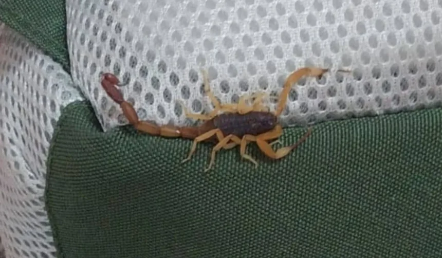 Niño de 4 años sufrió picadura de alacrán en jardín de infantes de Yuto