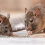 Muerte de una mujer de 74 años en Jujuy: investigan posible caso de hantavirus