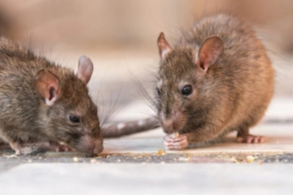 Muerte de una mujer de 74 años en Jujuy: investigan posible caso de hantavirus