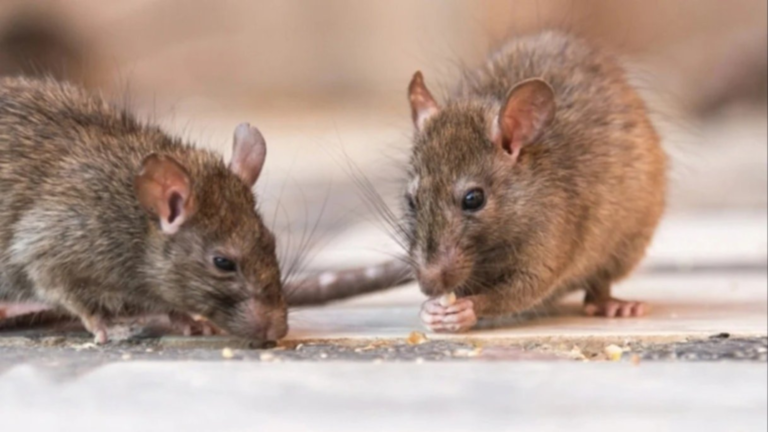 Muerte de una mujer de 74 años en Jujuy: investigan posible caso de hantavirus