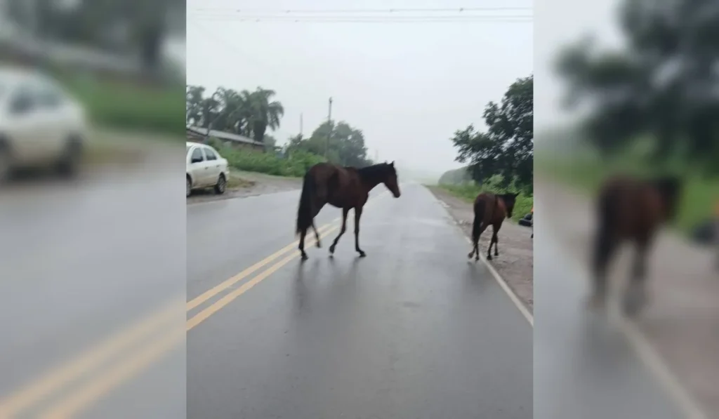 Caballos sueltos en Palpalá: el Cuerpo de Caballería interviene en la Ruta 21
