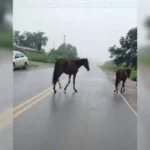 Caballos sueltos en Palpalá: el Cuerpo de Caballería interviene en la Ruta 21