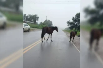 Caballos sueltos en Palpalá: el Cuerpo de Caballería interviene en la Ruta 21
