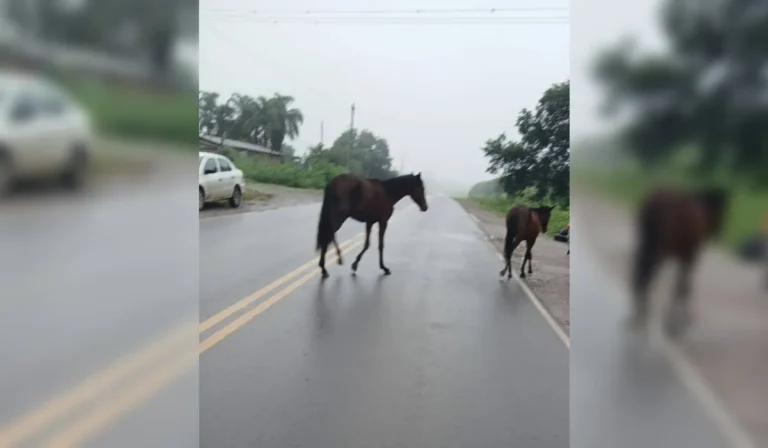 Caballos sueltos en Palpalá: el Cuerpo de Caballería interviene en la Ruta 21