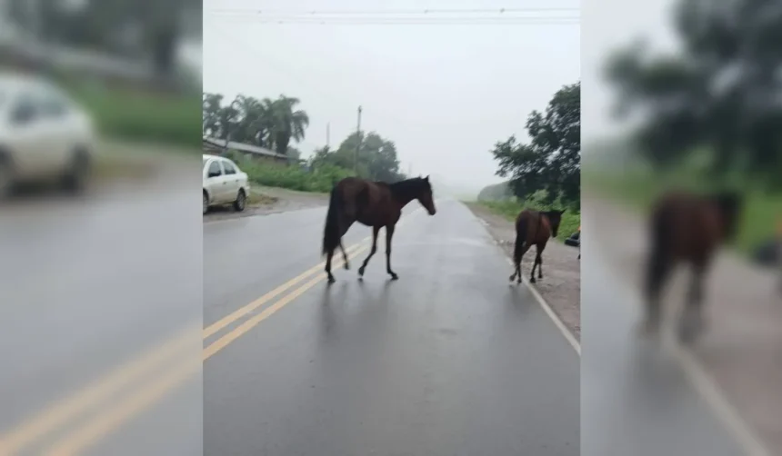 Caballos sueltos en Palpalá: el Cuerpo de Caballería interviene en la Ruta 21
