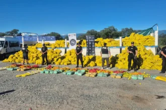 Prisión preventiva para acusados de banda narcocriminal que traficaba drogas en camiones de fruta