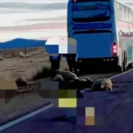 Colectivo arrolló rebaño de ovejas en la Ruta 9 cerca de La Quiaca