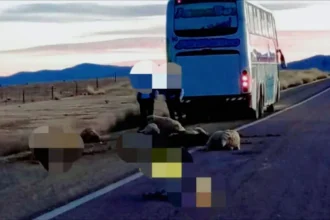 Colectivo arrolló rebaño de ovejas en la Ruta 9 cerca de La Quiaca