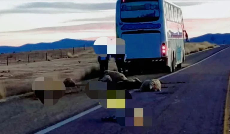 Colectivo arrolló rebaño de ovejas en la Ruta 9 cerca de La Quiaca