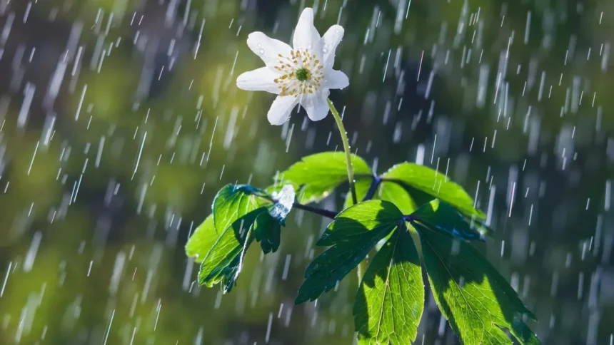 Pronóstico del tiempo en Jujuy: lunes con lluvias y temperaturas cálidas