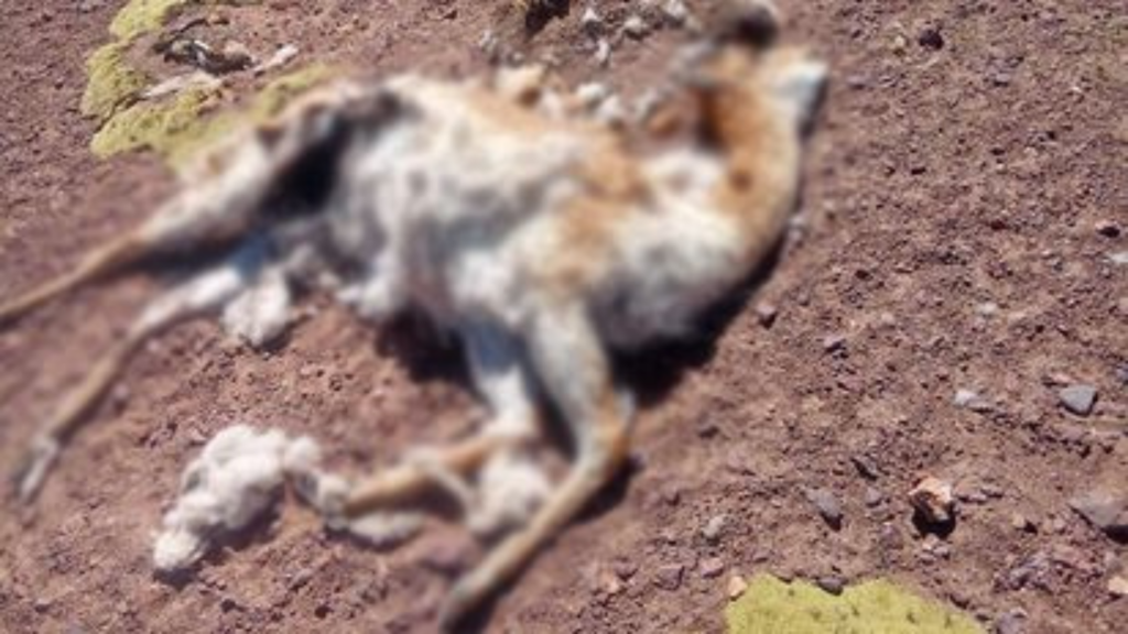 Investigan la caza furtiva de vicuñas en la Reserva Altoandina