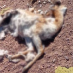 Investigan la caza furtiva de vicuñas en la Reserva Altoandina