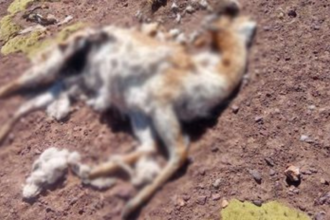 Investigan la caza furtiva de vicuñas en la Reserva Altoandina