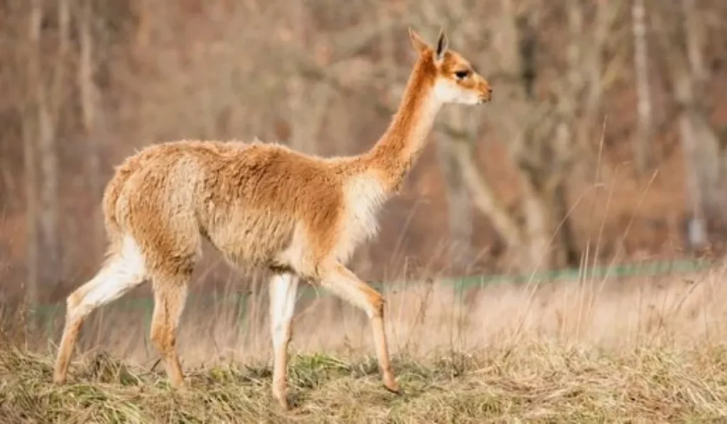 Matanza de vicuñas en la Puna: cazadores furtivos masacraron 15 ejemplares