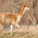 Matanza de vicuñas en la Puna: cazadores furtivos masacraron 15 ejemplares