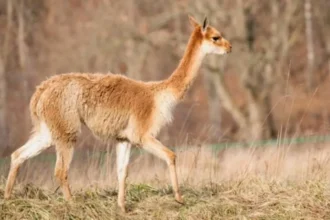 Matanza de vicuñas en la Puna: cazadores furtivos masacraron 15 ejemplares