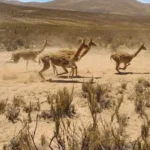 Descubrieron aproximadamente 70 vicuñas muertas por arma de fuego en la frontera con Bolivia