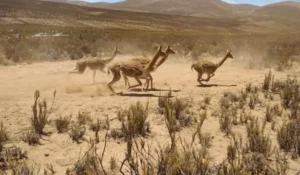 Descubrieron aproximadamente 70 vicuñas muertas por arma de fuego en la frontera con Bolivia