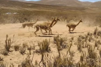 Descubrieron aproximadamente 70 vicuñas muertas por arma de fuego en la frontera con Bolivia