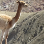 Investigan la caza furtiva de setenta vicuñas en la Puna jujeña