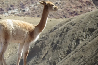 Investigan la caza furtiva de setenta vicuñas en la Puna jujeña