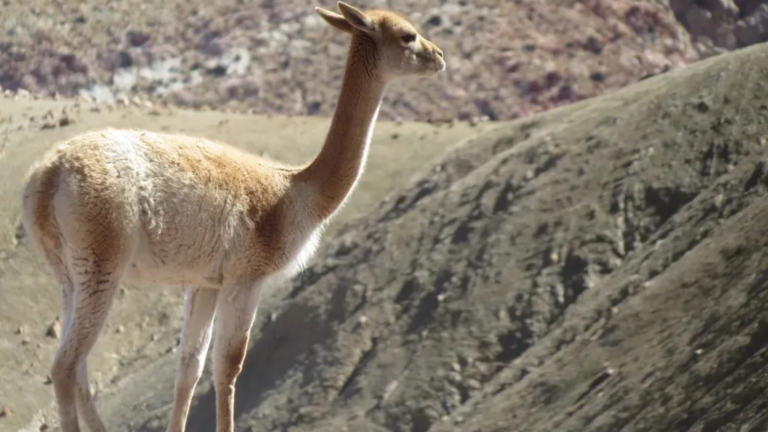 Investigan la caza furtiva de setenta vicuñas en la Puna jujeña